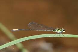 Pseudagrion melanicterum Selys 1876 resmi