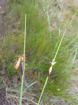 Image of Chrysitrix capensis L.