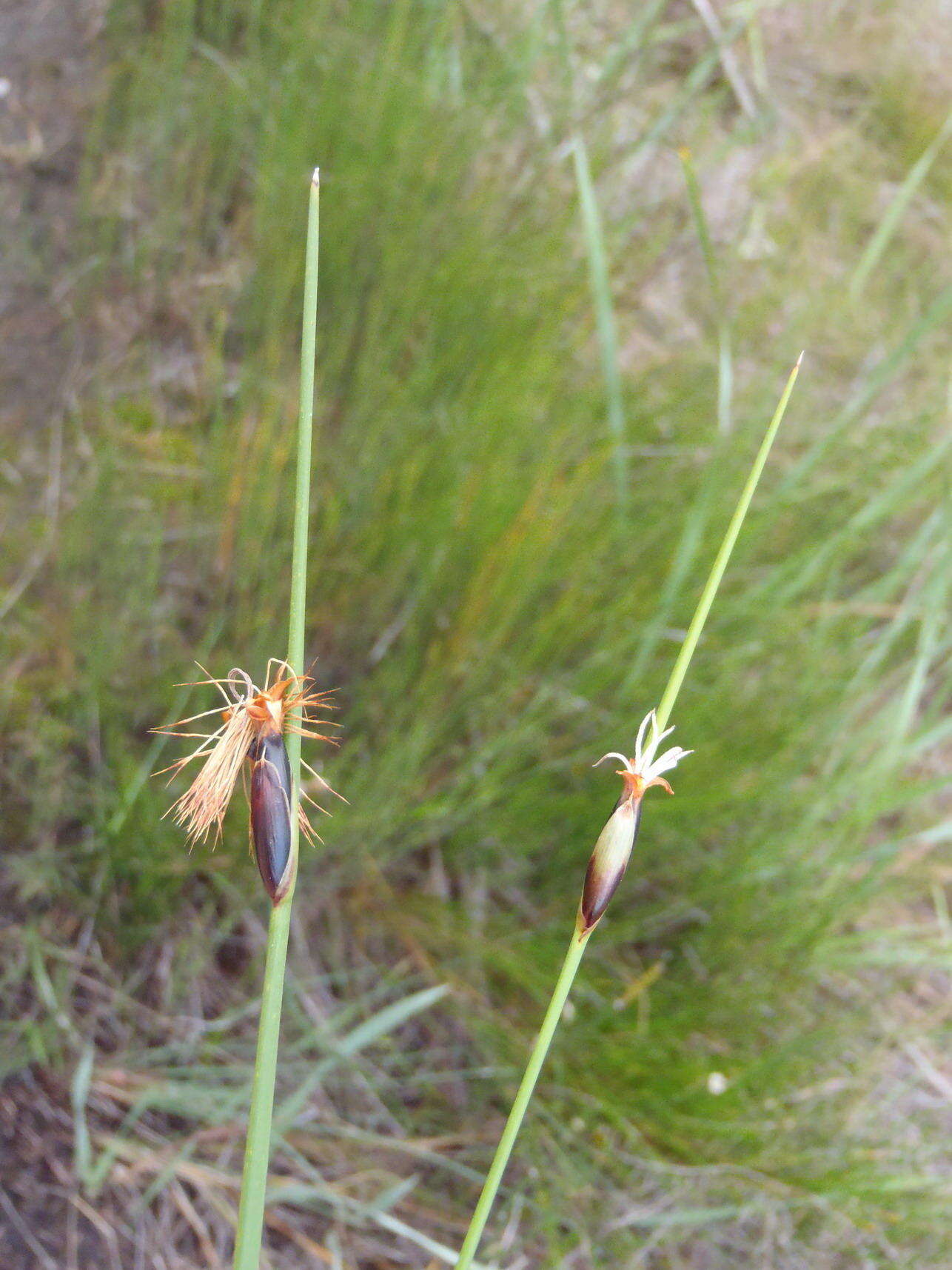 Image of Chrysitrix capensis var. capensis