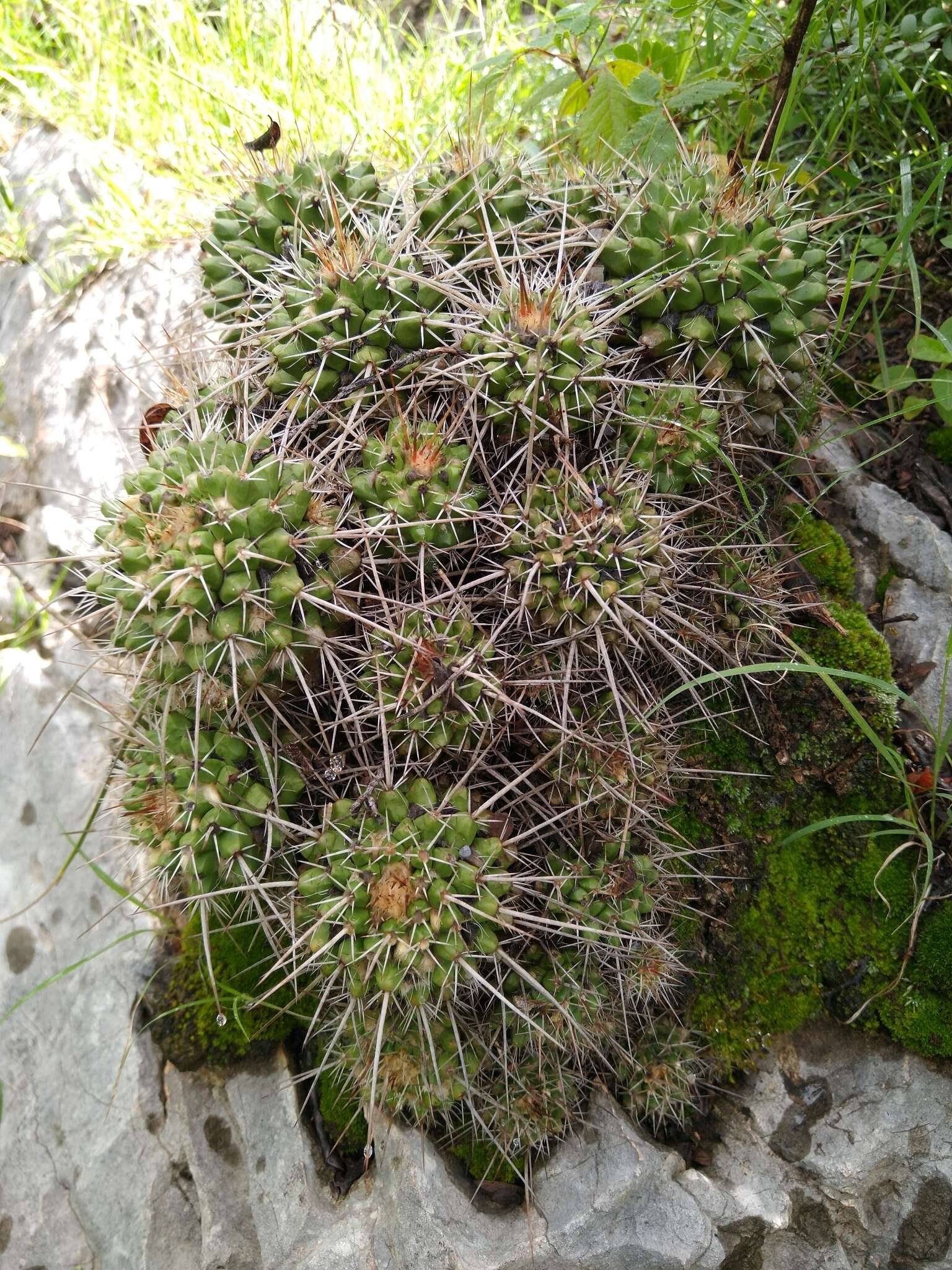 Image of Mammillaria eichlamii Quehl