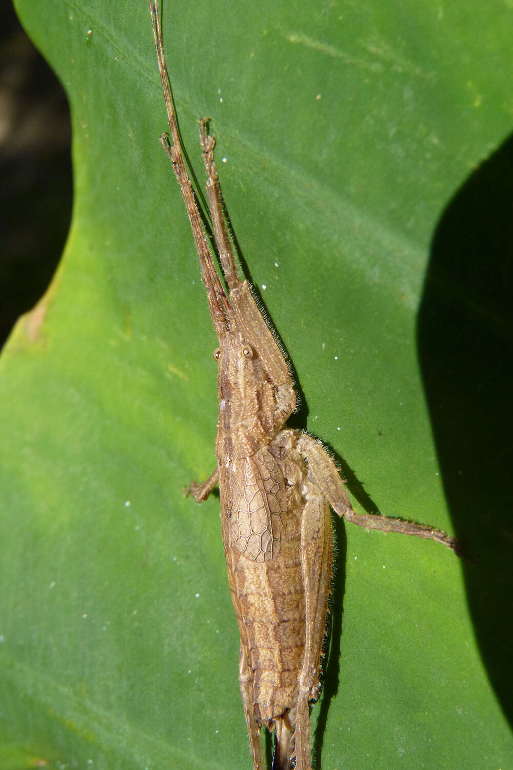 Image of Dasyscelus normalis Brunner von Wattenwyl 1895