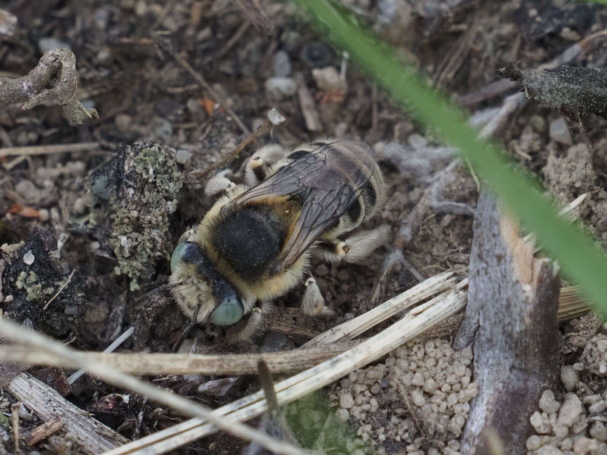 Image de Anthophora bimaculata (Panzer 1798)