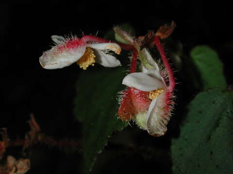 Image of Begonia cathcartii Hook. fil. & Thomson