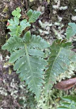 Image of haresfoot fern