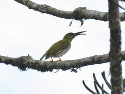 Image of Streaked Spiderhunter