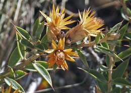 Image of Chuquiraga avellanedae Lorentz