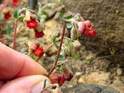 Hermannia ternifolia C. Presl的圖片