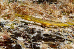 Image of Northern Pipefish