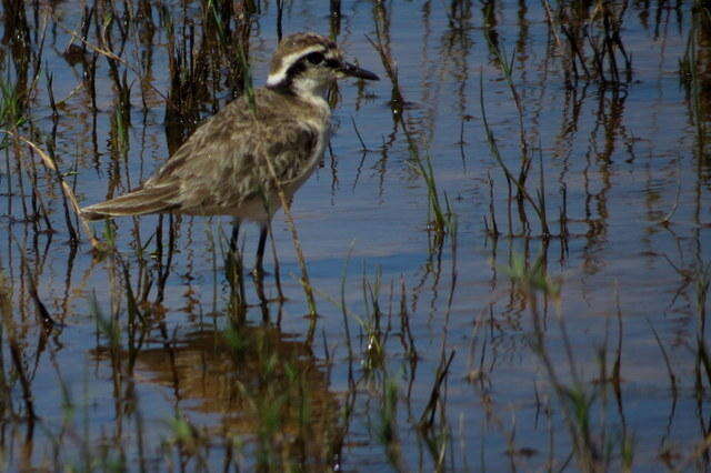 Image of Kittlitz's Plover