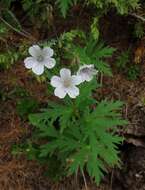 Image of Geranium rivulare Vill.