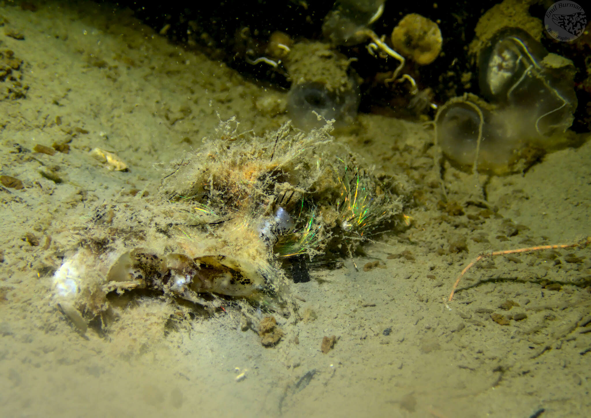 Image of Sea mouse