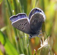 Sivun Icaricia icarioides missionensis (Hovanitz 1937) kuva