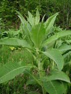 Слика од Cirsium helenioides (L.) Hill