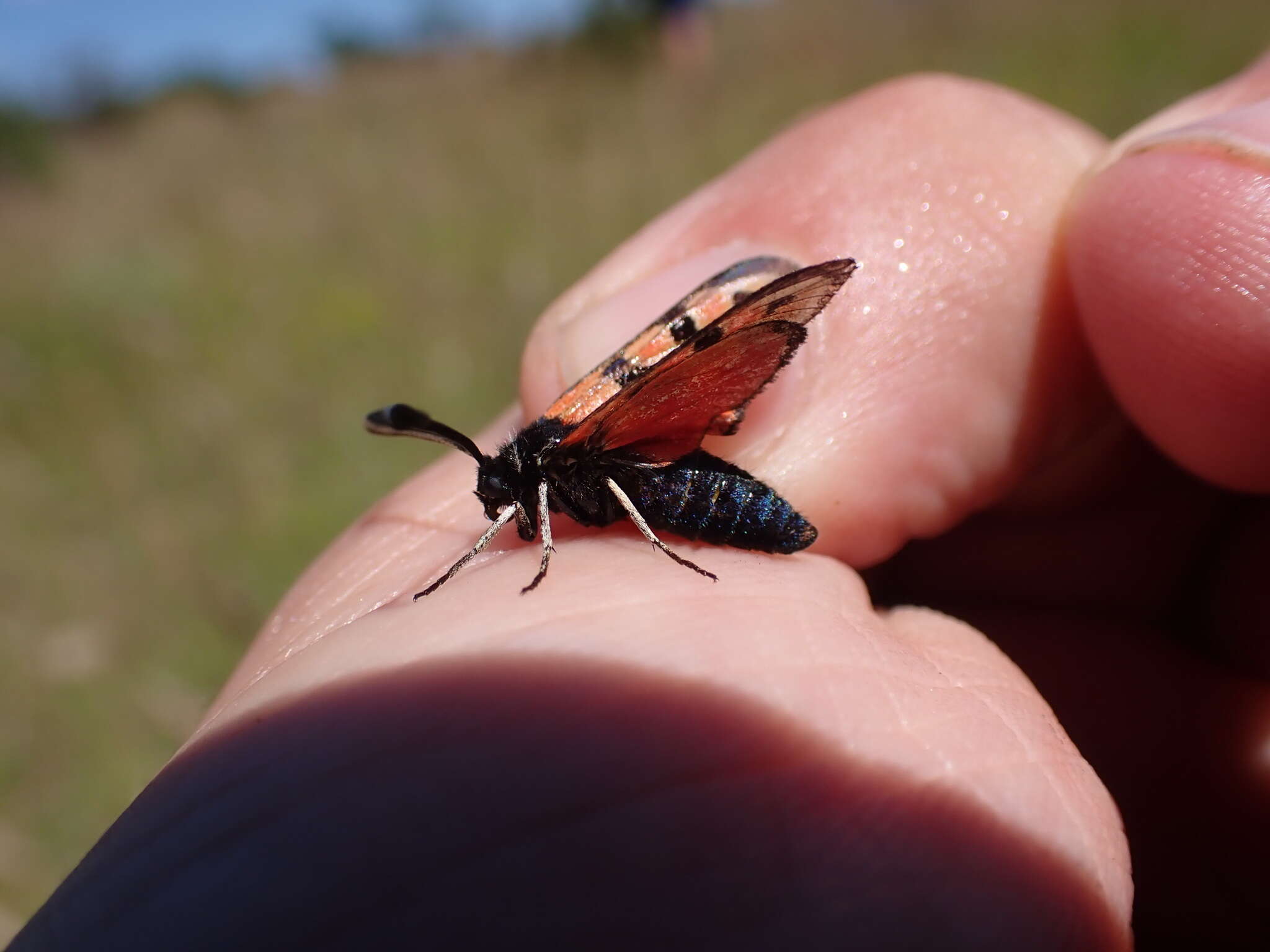 Image of Zygaena hilaris Ochsenheimer 1808