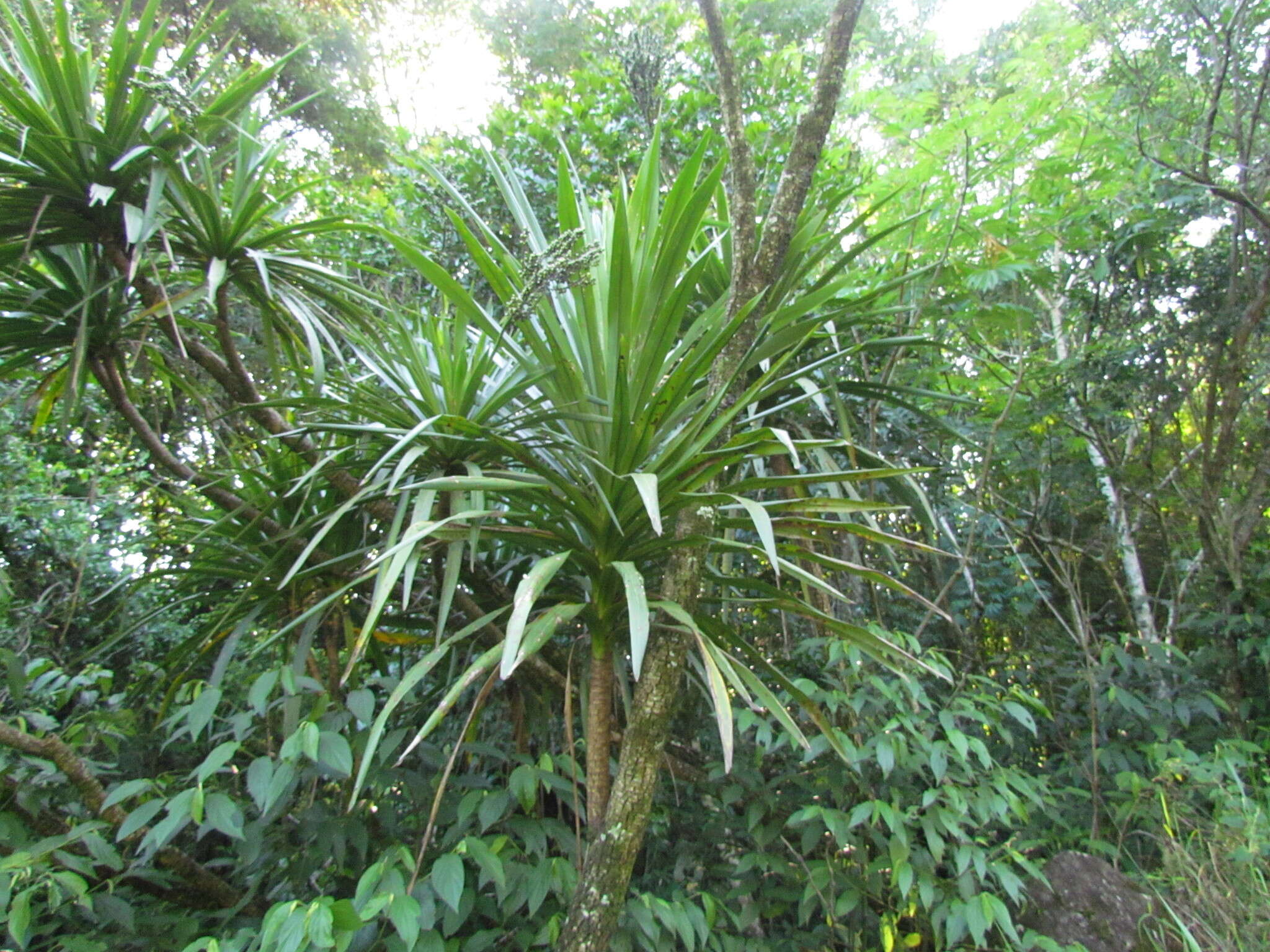 Image of Cordyline sellowiana Kunth