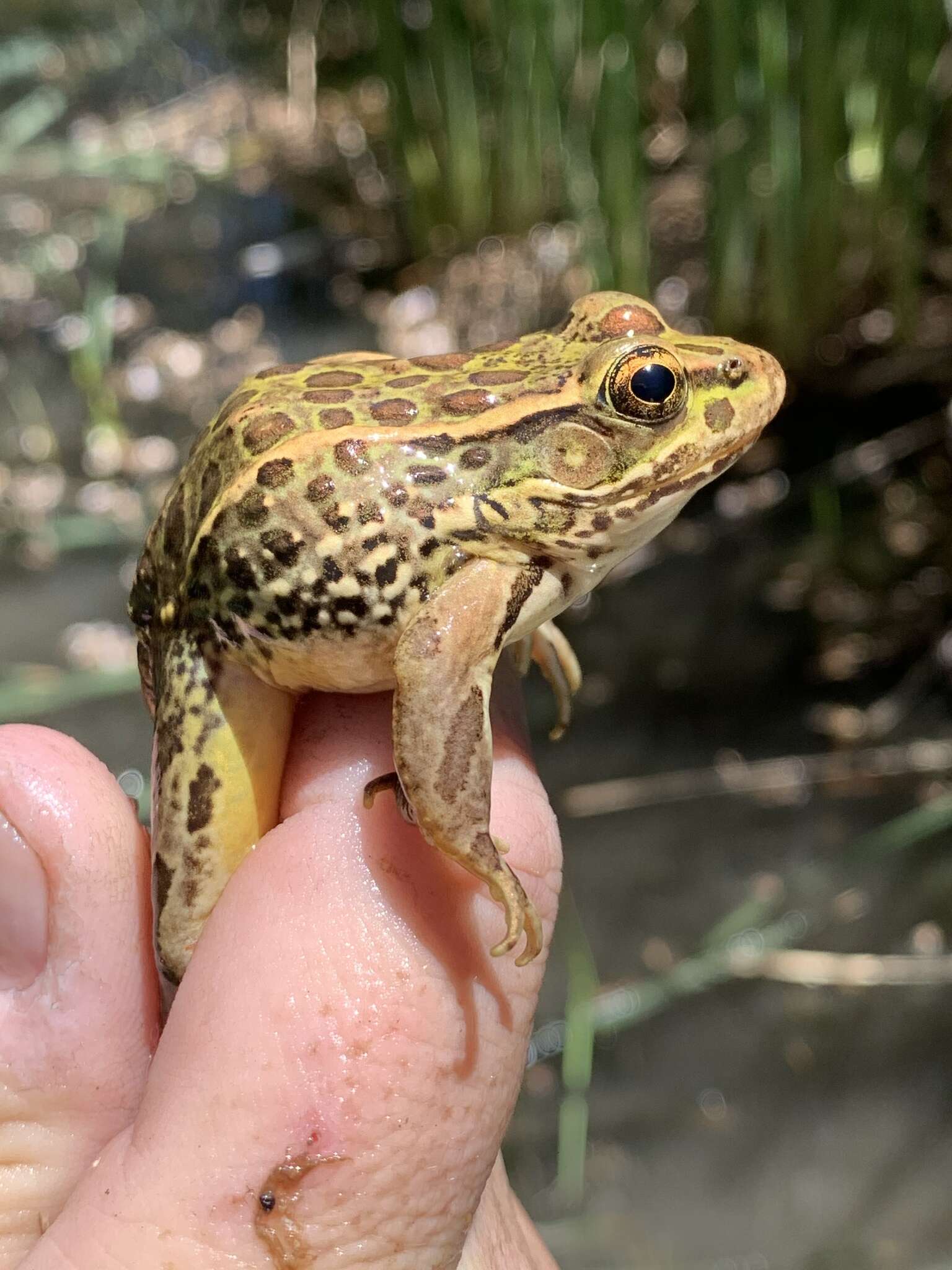 Sivun Lithobates onca (Cope ex Yarrow 1875) kuva