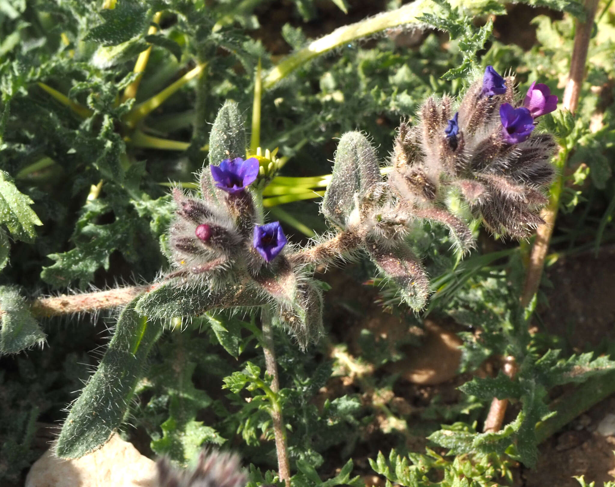 Image of strigose alkanet