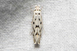 Image of Moth