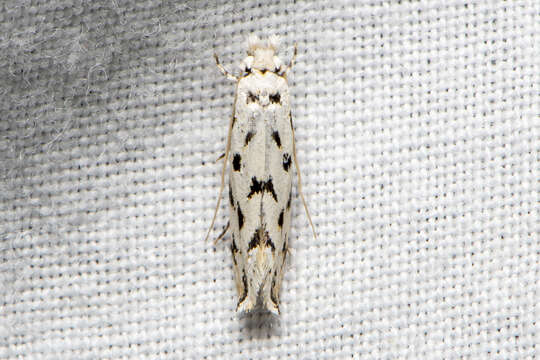 Image of Moth