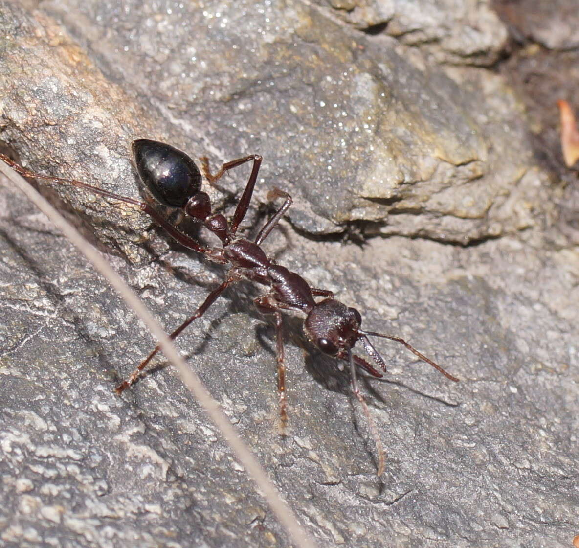 Image of Myrmecia forficata (Fabricius 1787)