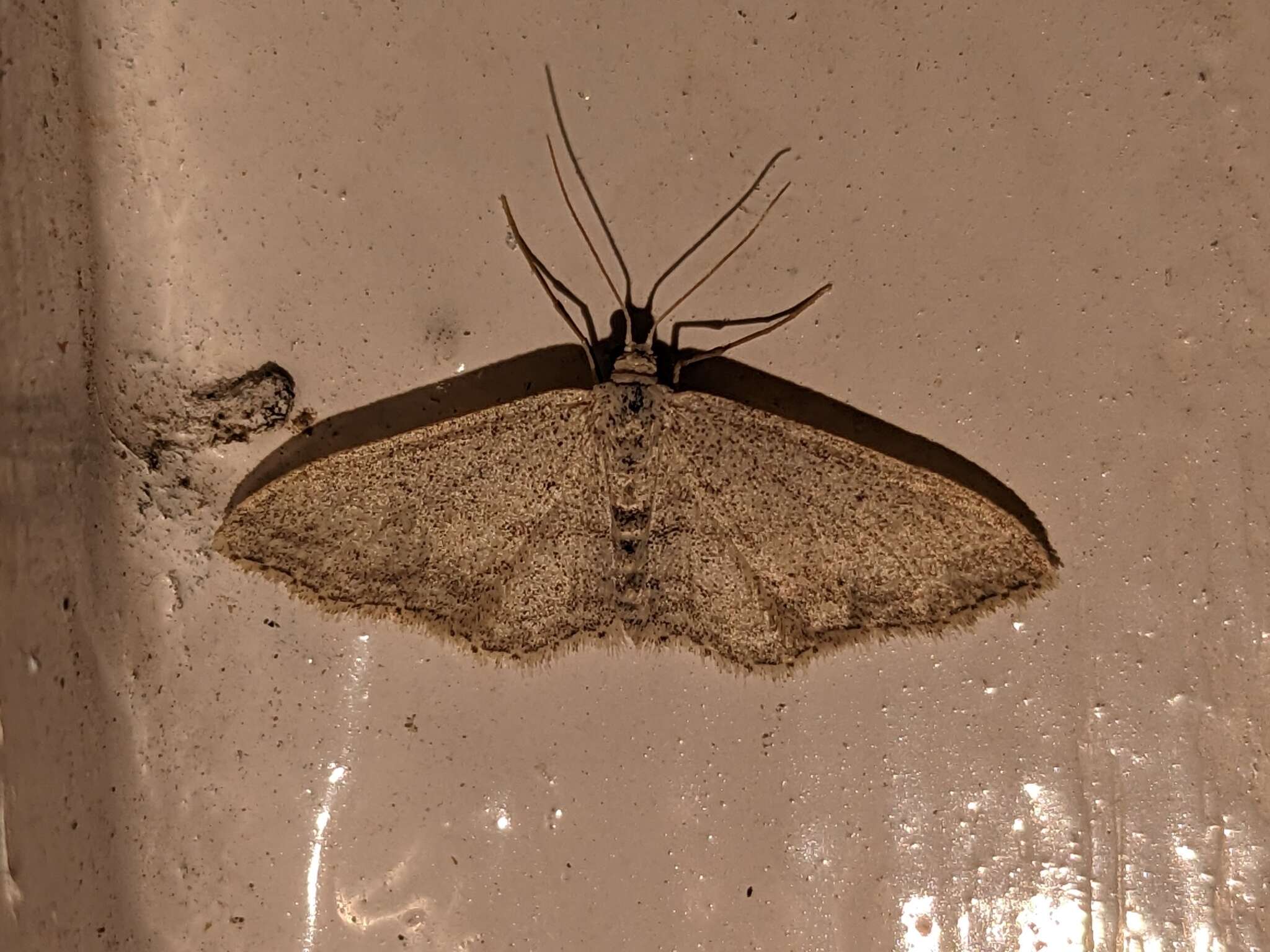 Imagem de Idaea incisaria Staudinger 1892