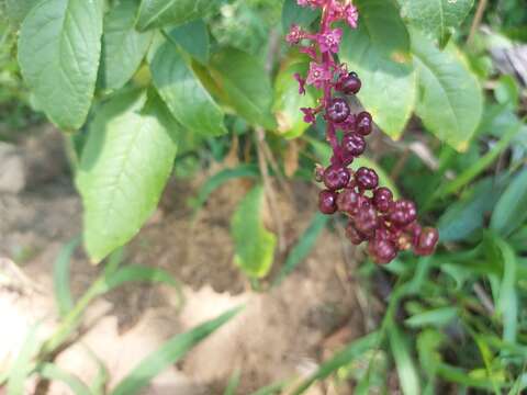 Image of Phytolacca thyrsiflora Fenzl ex J. A. Schmidt