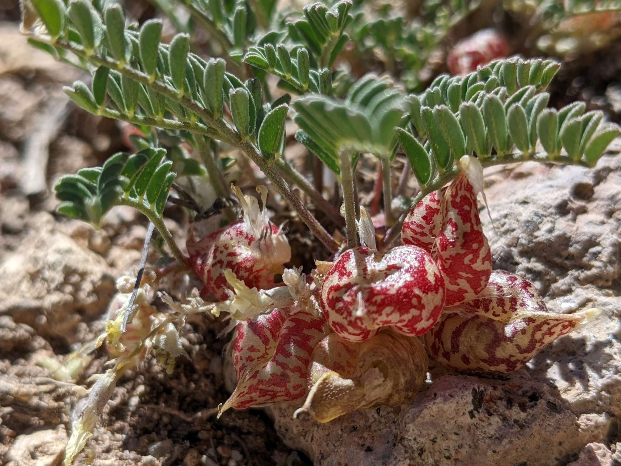 Image of freckled milkvetch