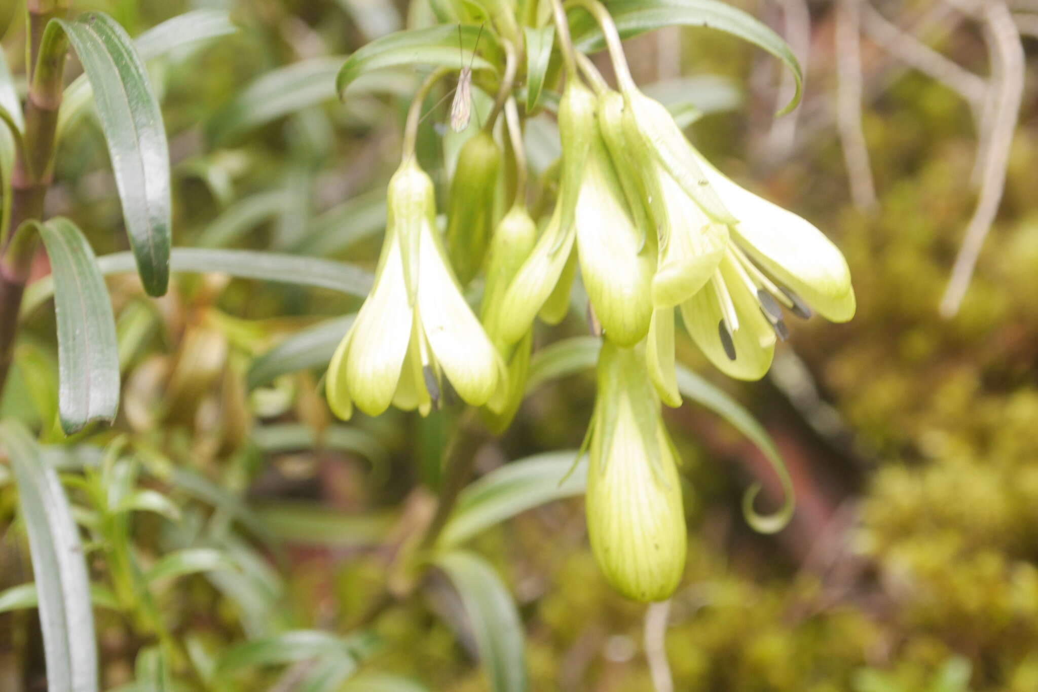 Image of Gentianella longibarbata (Gilg) Fabris