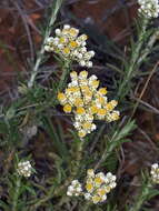 Image of Helichrysum rosum (Berg.) Less.