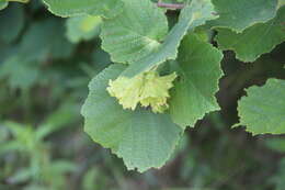 Image of Siberian hazelnut