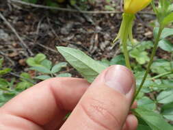 Image of Oenothera subterminalis R. R. Gates