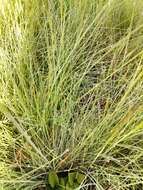 Plancia ëd Festuca idahoensis subsp. roemeri (Pavlick) S. G. Aiken