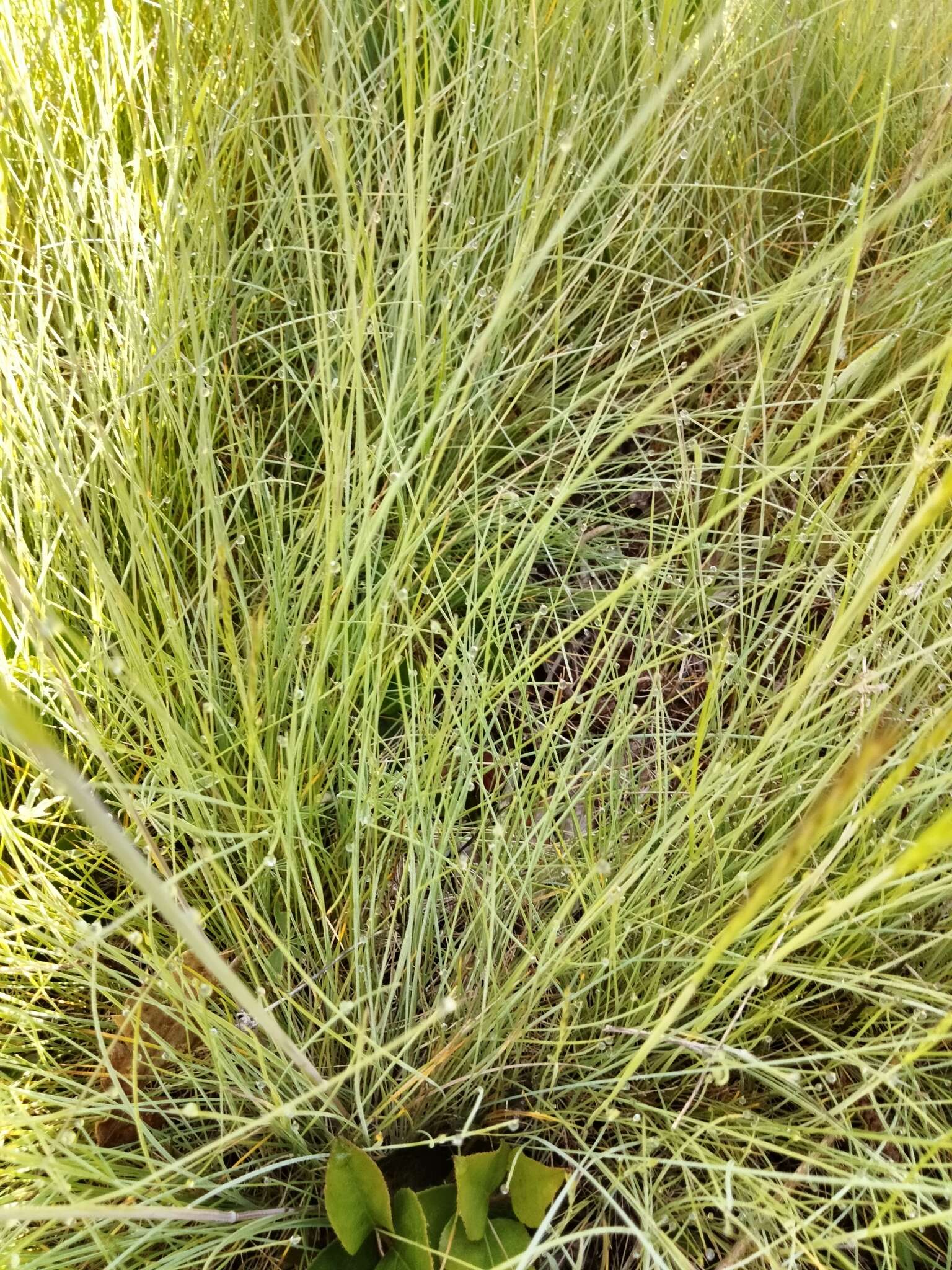 Image of Roemer's fescue