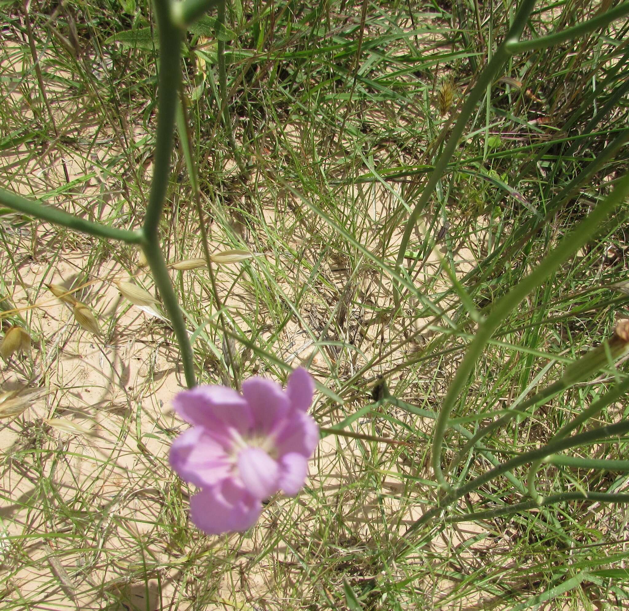 Image of Texas skeletonplant