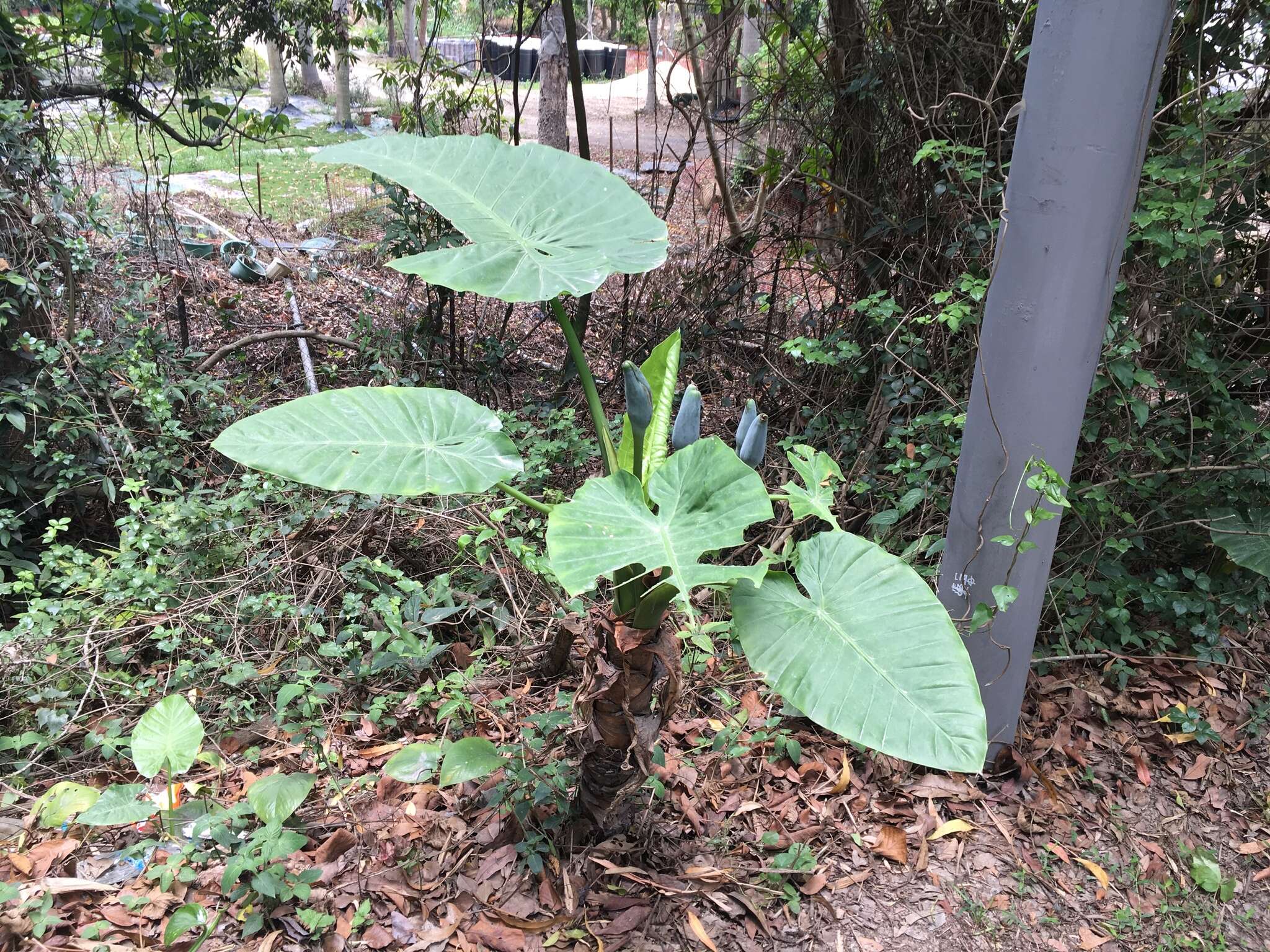 Image of giant taro