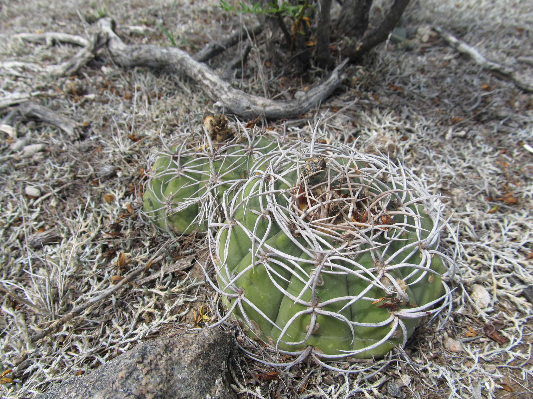 Image of Gymnocalycium castellanosii Backeb.