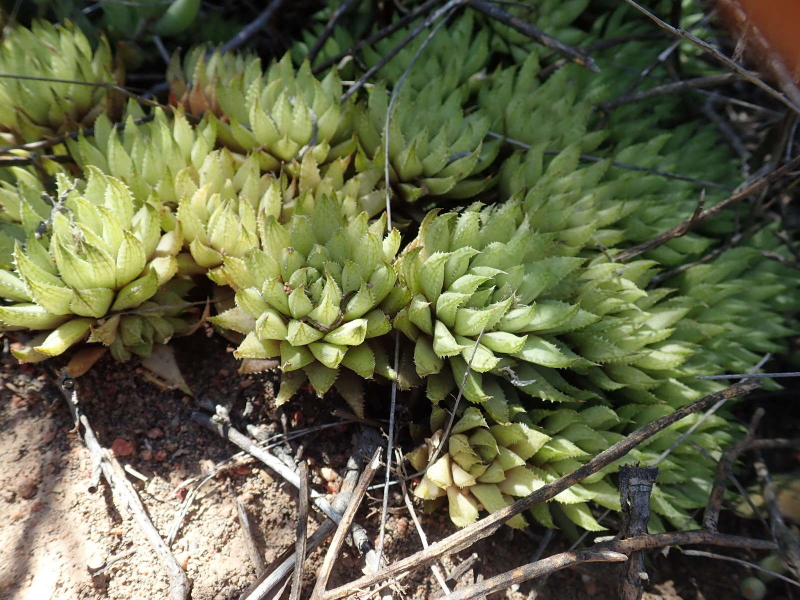 Слика од Haworthia reticulata (Haw.) Haw.