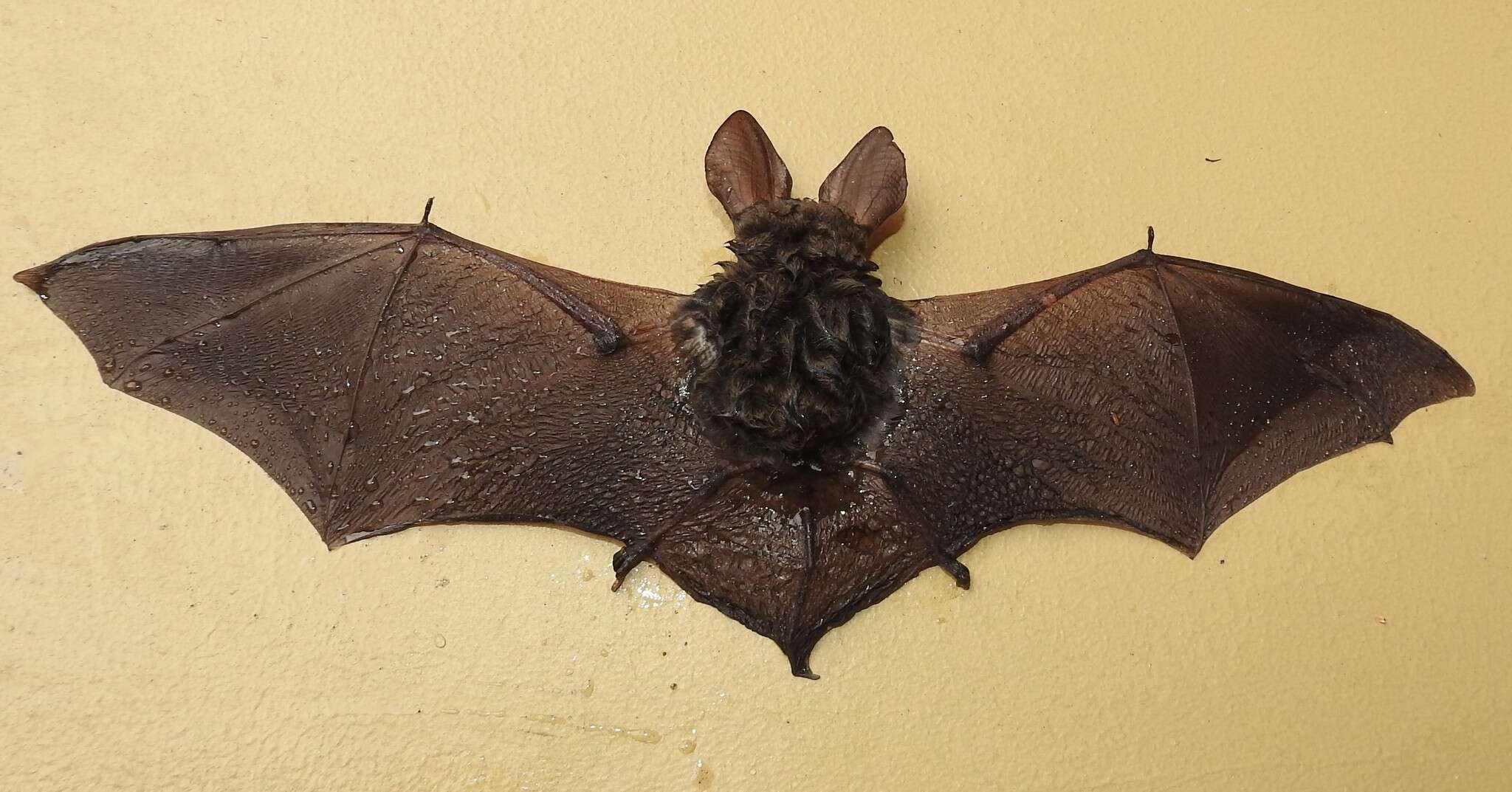 Image of Gould's Long-eared Bat