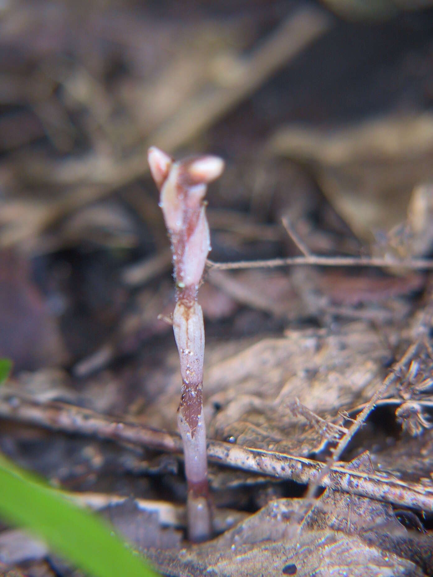 Image de Danhatchia australis (Hatch) Garay & Christenson