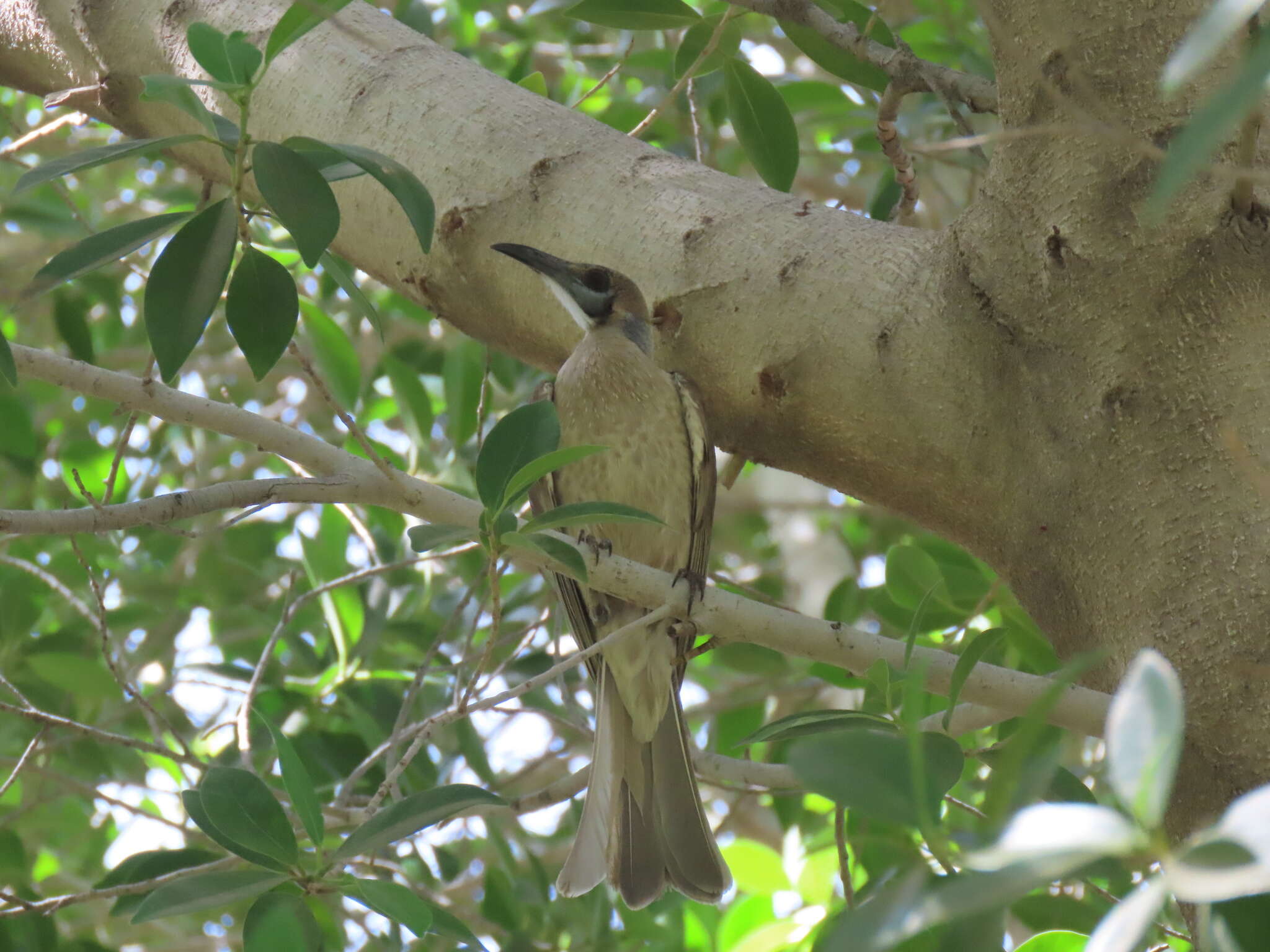 Image of Little Friarbird