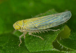 Image of Elymana sulphurella Zetterstedt 1828