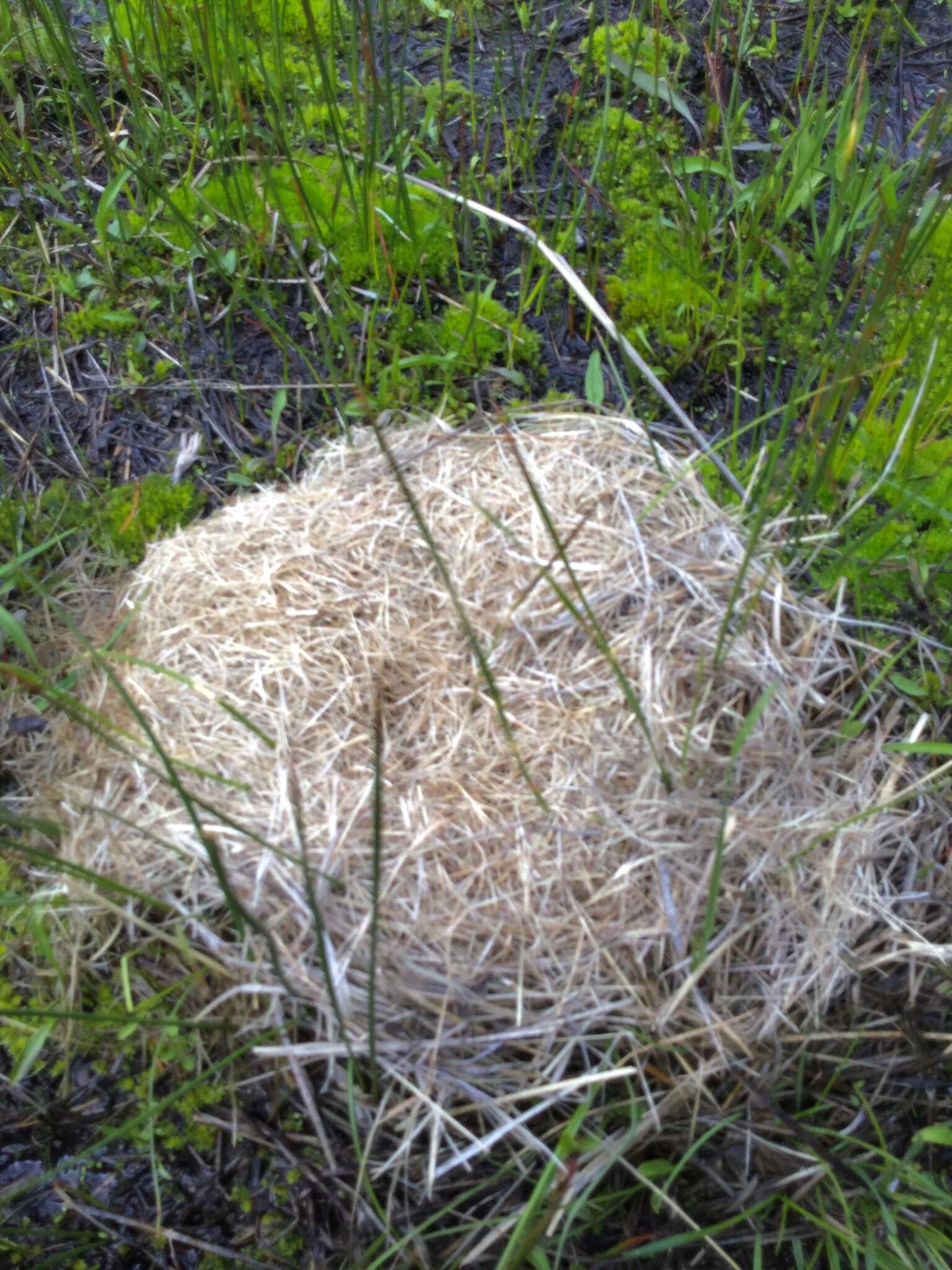 Image of montane vole