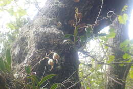 Image of green fly orchid