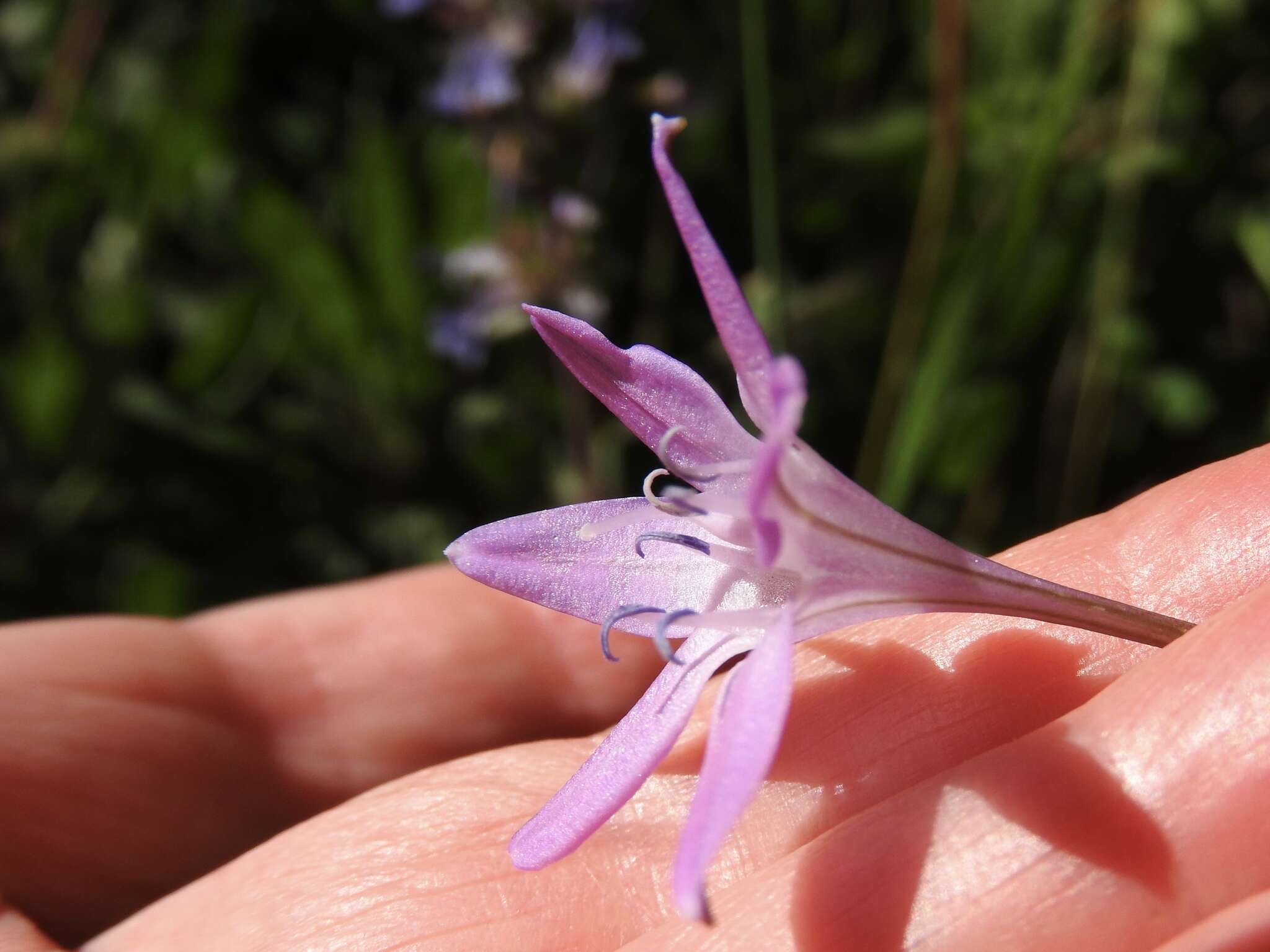 Image of Bridges' brodiaea