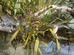 Image of Maxillaria lineolata (Fenzl) Molinari