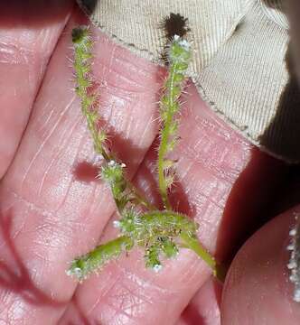 Image of Tejon cryptantha