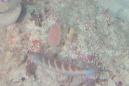 Image of Blue-throated wrasse
