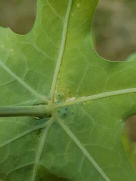 Image of Coccinia sessilifolia var. sessilifolia