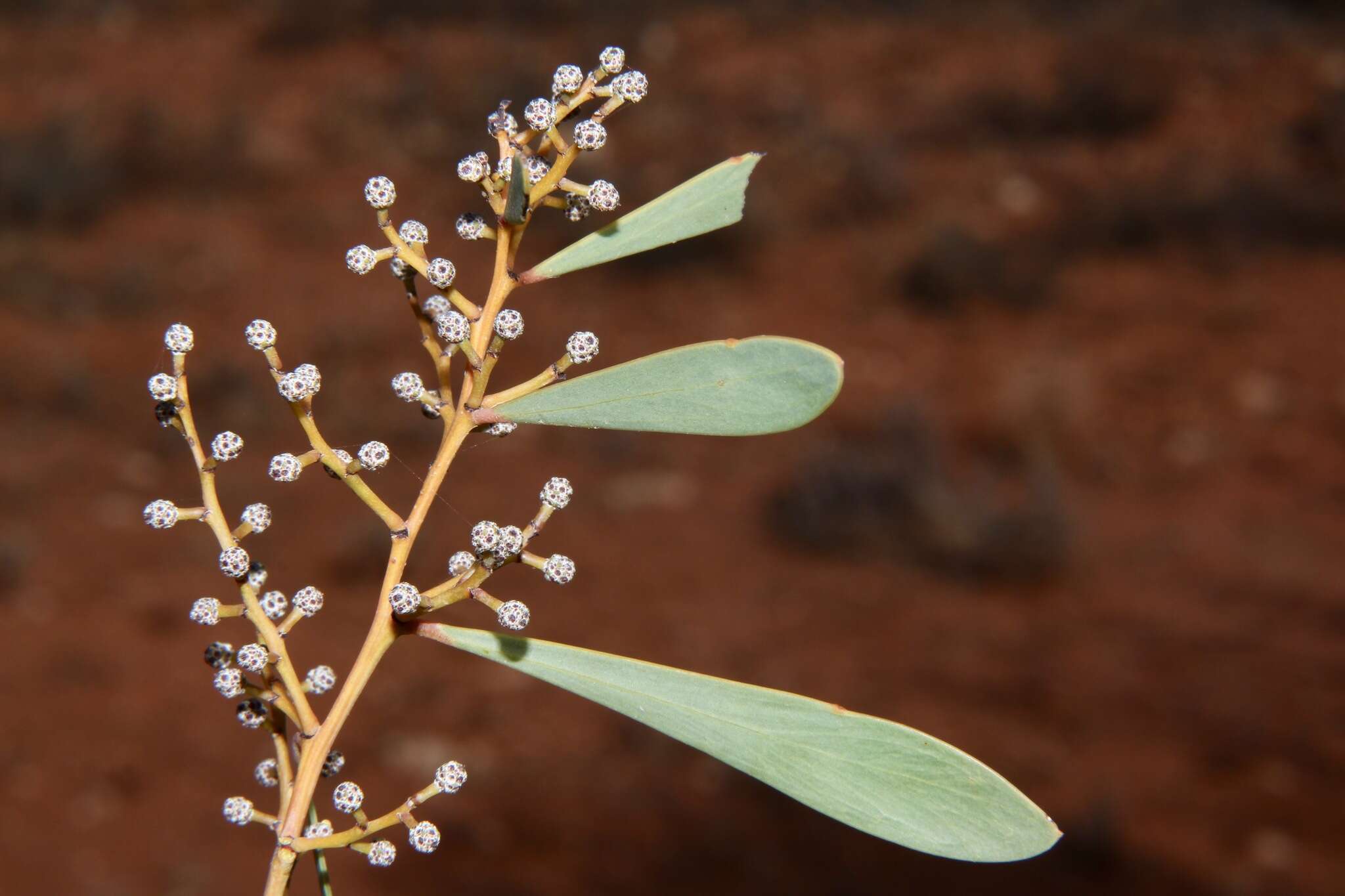 Image of Acacia hakeoides A. Cunn. ex Benth.