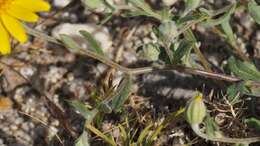 Image de Eriophyllum ambiguum var. paleaceum (Brandeg.) Ferris